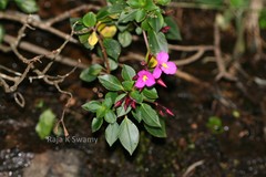 Sonerila grandiflora